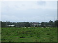 Cattle at pasture