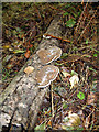 Fungi on fallen Birch Branch