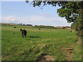 Pasture field at East Nisbet Farm