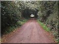 Tree lined lane south of Manor Farm