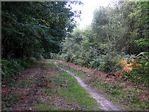 TQ6455 : Roadside Wood, Mereworth, Kent by Rodney Burton
