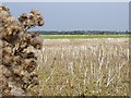 View across the rape stubble