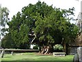 Ancient yew tree