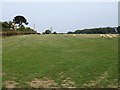 Meadow near Wingfield Farm