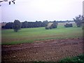 Woods near Willow Farm