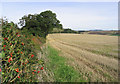 A hedge and stubble field between Samieston and Upper Samieston