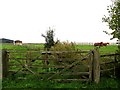 Fields and horses