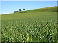 Field of Grasses