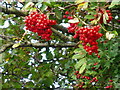 Rowan berries