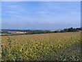 Maize field and view