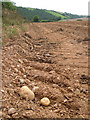 SX7155 : Harvested potato field in the South Hams by Derek Harper