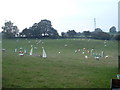 Show jumping sheep