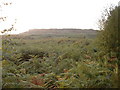 Bracken slopes