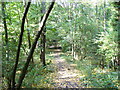 Footpath in Stonehurst Hanger