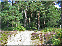 SU2114 : Entrance to Islands Thorns Inclosure New Forest Hampshire by Clive Perrin