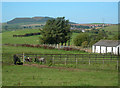 Ponies at Ballochbroe