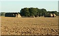 Bures Field, Bramble Farm