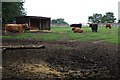 Cross Breed Cattle at Thornton Lodge Farm