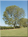 Black Poplar, near Milton Common