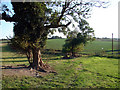 Footpath at Offley Bottom