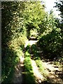 Green lane beside Longbeech Wood