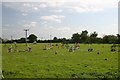 TL9562 : Pony Club field, Tostock by Bob Jones