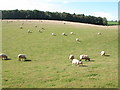 Sheep grazing below Llangattock Great Wood