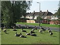 Flock of geese on Proud