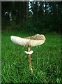 Parasol mushroom (Lepiota procera)