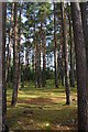 Tall pines in Cannich