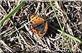 Small Copper Butterfly