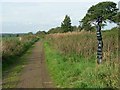 NY3864 : NCN milepost at Lyneside by Oliver Dixon