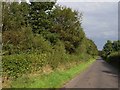 Tree-lined road near Low Moor Head Farm