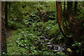 D3014 : Stream in Glenarm forest by Albert Bridge