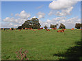 Cattle. Upper Upham