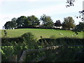 Sheep grazing at Pant Farm