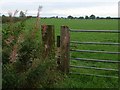 Field with cattle, near Laversdale