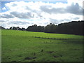 Fields falling away to Camp Hill