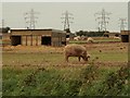 Pigs at Hermitage Farm, Washbrook, Suffolk