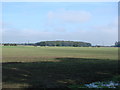 Bywater Woods, seen  across farmland from Burton Common Woods.