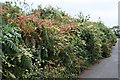SX5461 : Overgrown Hedgebank by Tony Atkin