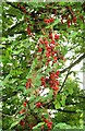 Black Bryony berries in Rosemary Lane