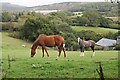 SX5560 : Horses Grazing near Portworthy by Tony Atkin