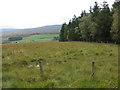 Black Plantation on Burnfoot moor