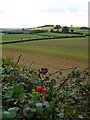 Fields by Bury Court Cottages