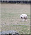 A nithered-looking sheep