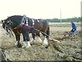 Horse-drawn plough