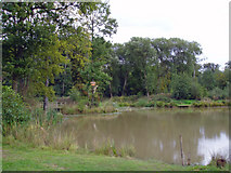 SJ3672 : Capenhurst - fishing pond in Big Wood by Mike Harris