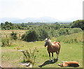 SH5071 : Ponies in the field between the railway and the A5 by Eric Jones