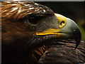 Golden eagle at the bird of prey centre in Hagley